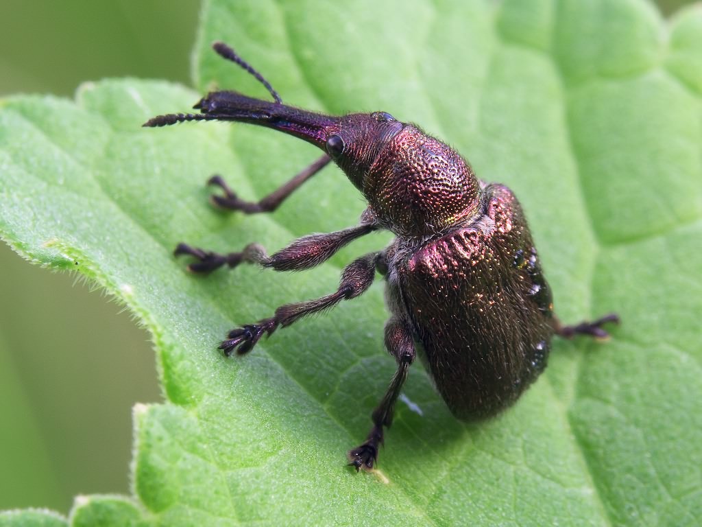 Rhynchites (Epirhynchites) giganteus Krynicki, 1832